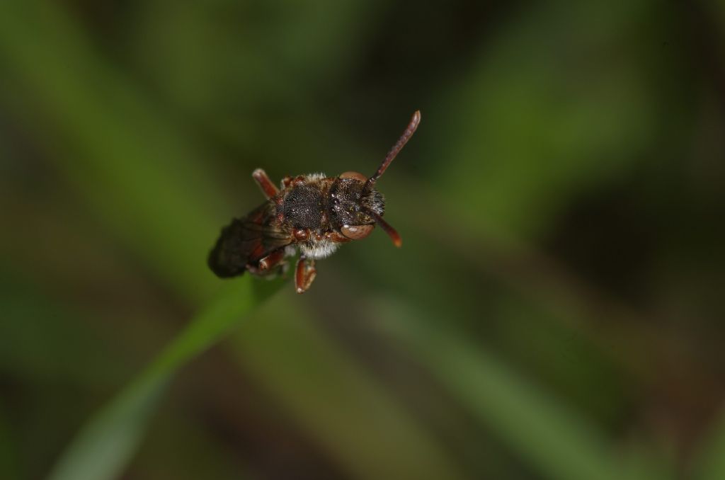 Nomada sp.